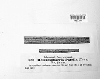 Heterosphaeria patella image